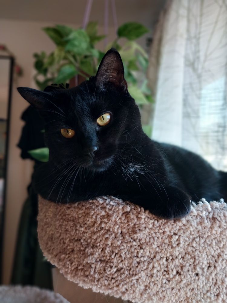 Photo of black cat with yellow eyes, leaning on one arm resting on the side of her bed, like a person.