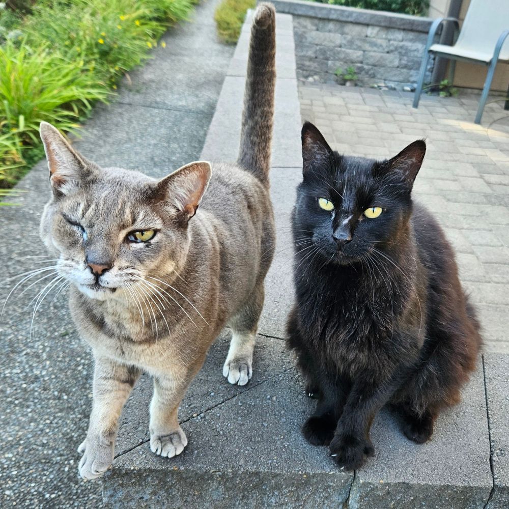 Raggedy looking cats