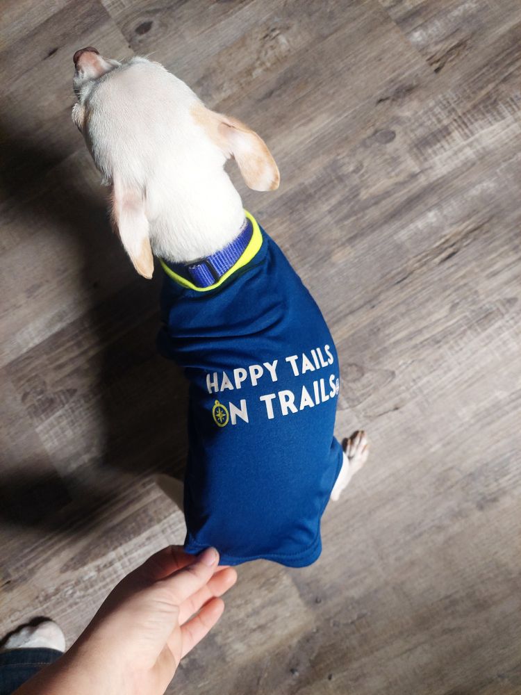 A white chihuahua wearing her new bright blue camping shirt that says "Happy Tails On Trails"