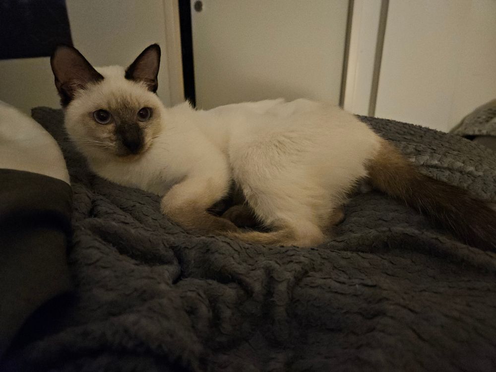 Photograph of a Siamese kitten lying on a bed on top of a dak blanket.
