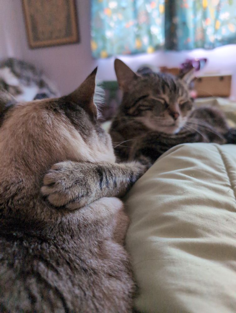 My two cats napping on my lap. The black and gold tabby has his paw around the neck of the light grey tabby point, hugging her. 