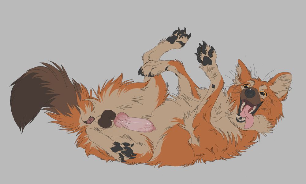 a feral dhole lying on his back with all four paws up in the air, toes splayed out slightly. his legs are spread enough to show off his tailhole, dark colored balls, and erect, knotted canid penis. he has a playful look on his face with his tongue out and flopped over.