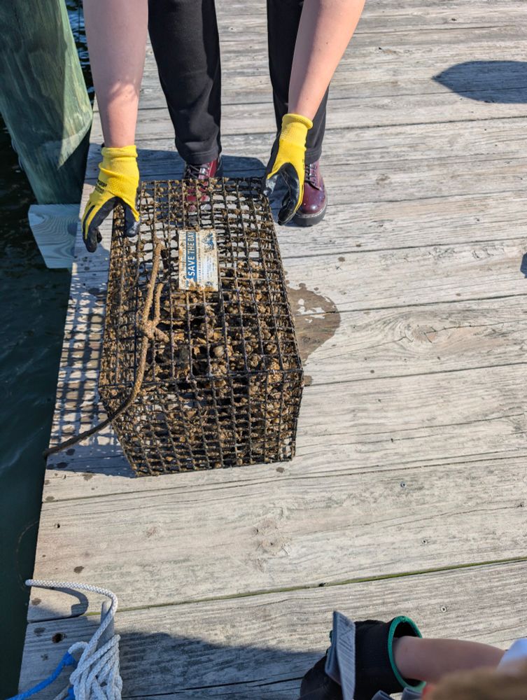 Gross oyster cage