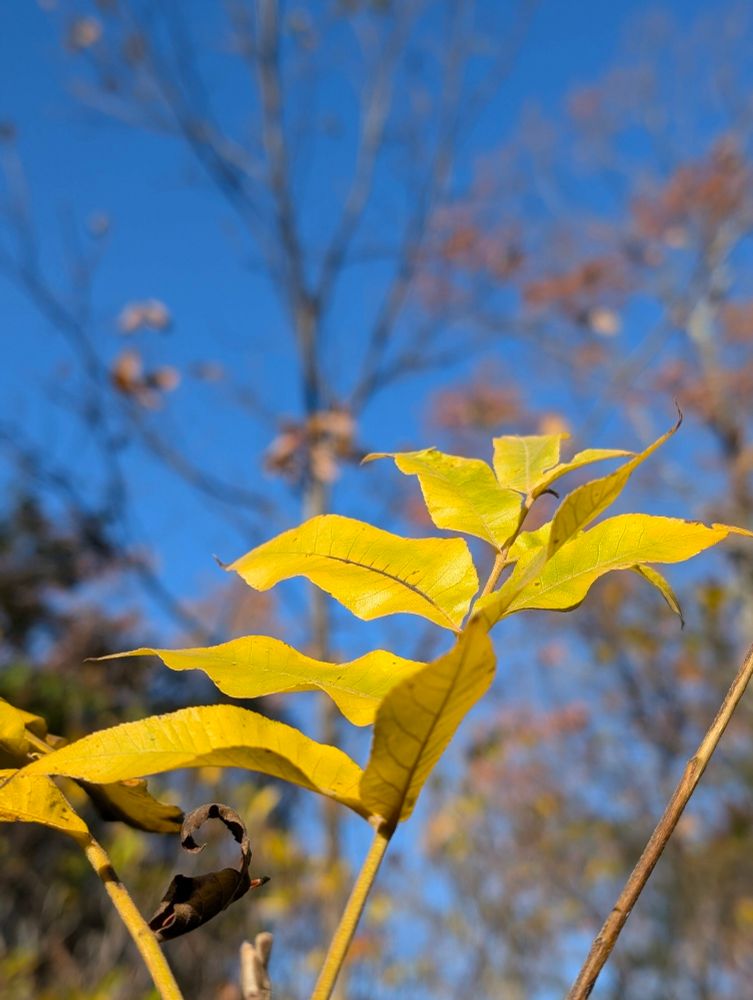 Yellow pecan tree leaves set against a blue sky
