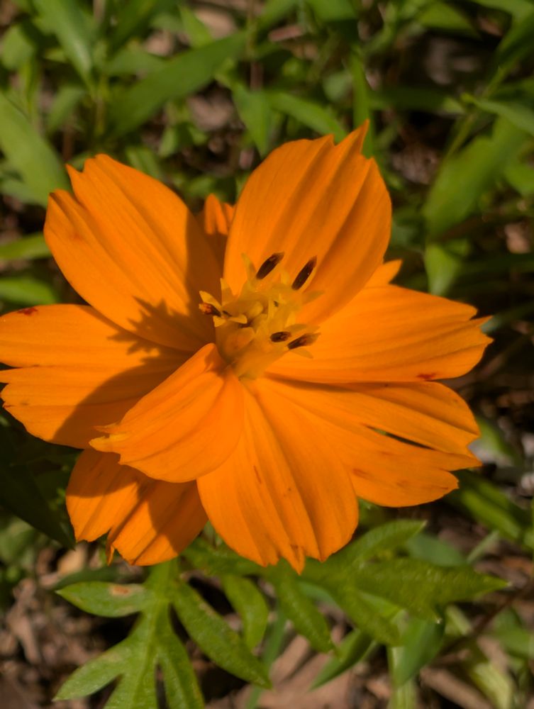 An orange flower in the sun