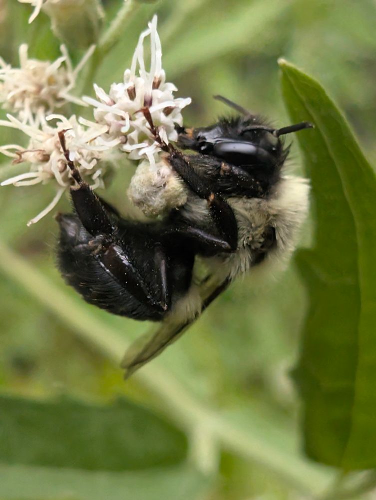 Macro photo of a bee