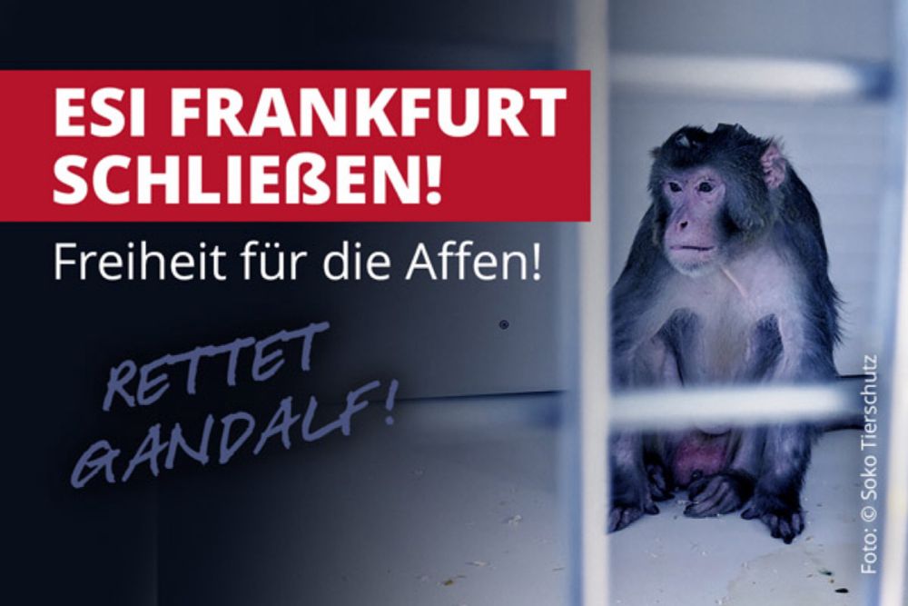 ESI Frankfurt schließen – Freiheit für die Affen! Rettet Gandalf!