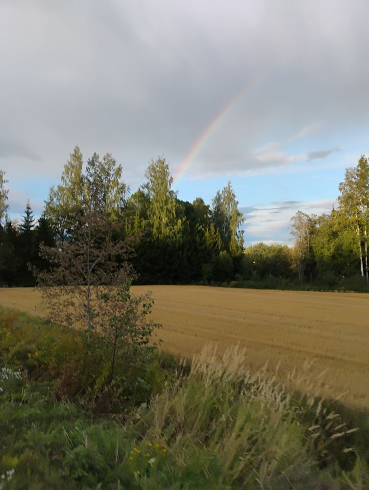 Hentoinen sateenkaari keltaisen pellon ja puiden takana vasten harmaata pilvimassaa.