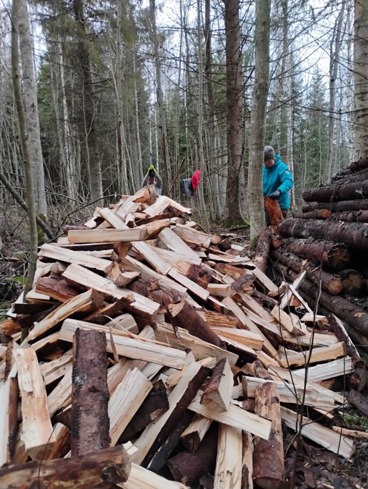 Aika iso kasa pilkottuja kuusia.