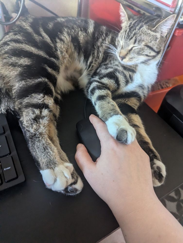 A black and gray tabby sleeps with both her front paws resting on my hand, which is holding a computer mouse.