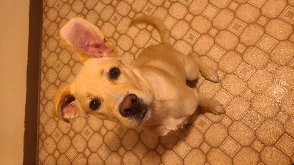 Yellow lab mix puppy sitting with one ear raised