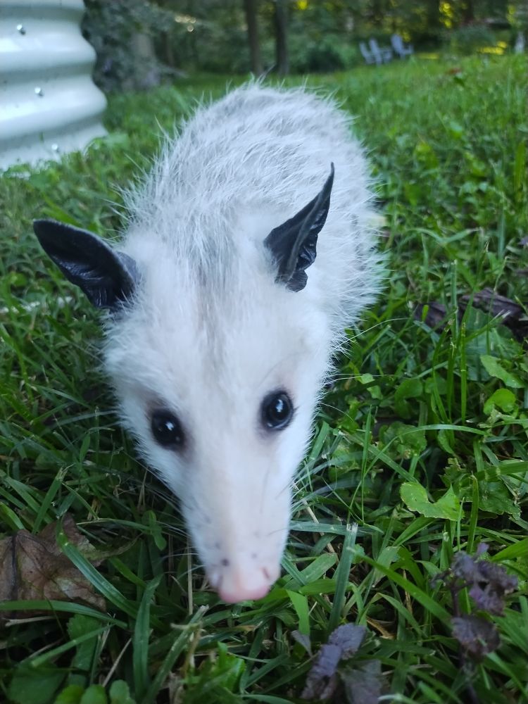 Baby opossum 