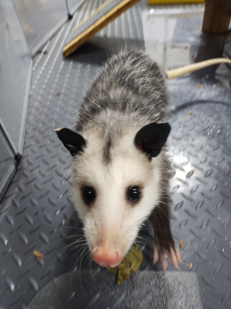 Baby opossum 