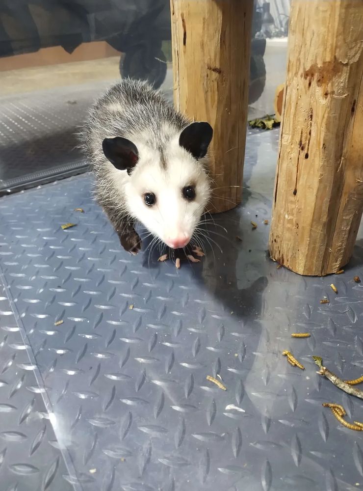 Cute opossum!