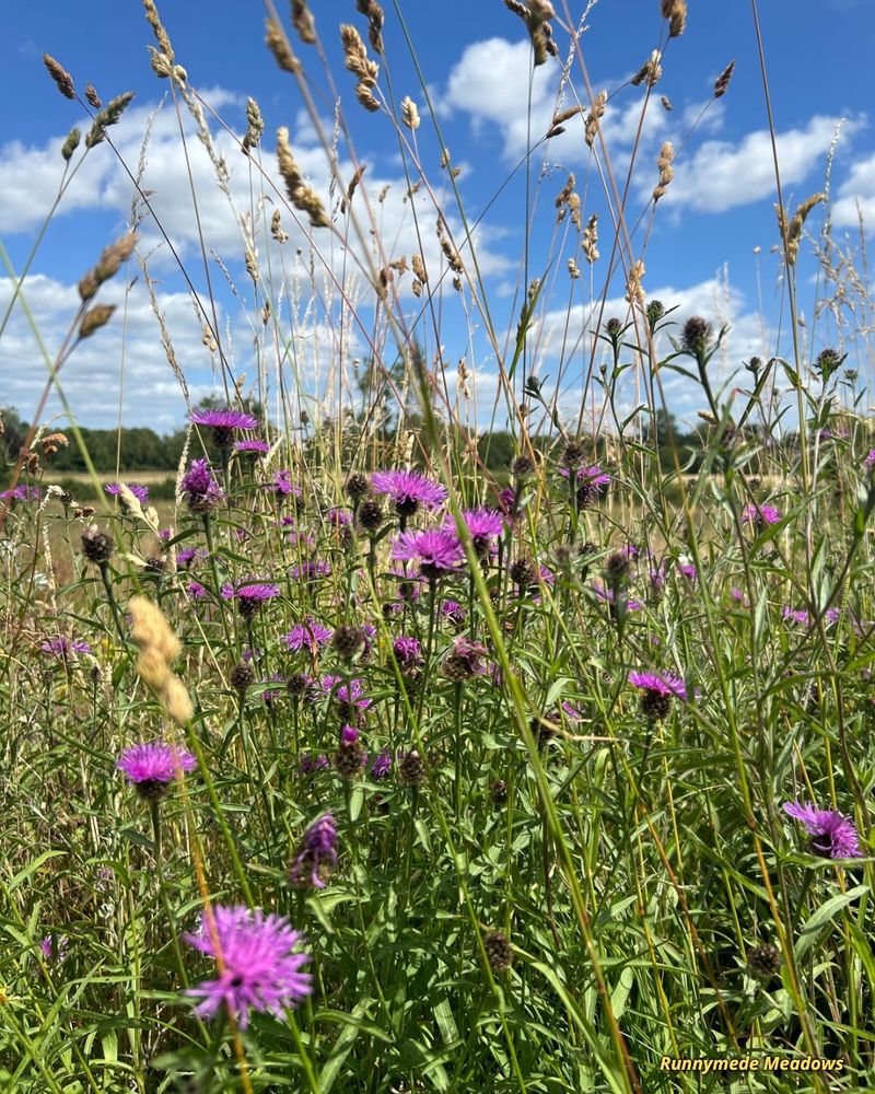 Wild flowers bouncing out at the Runnymede Meadows.