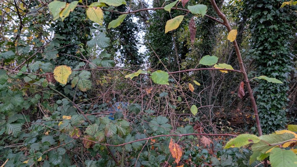 Almost invisible tent in an old overgrown wood 