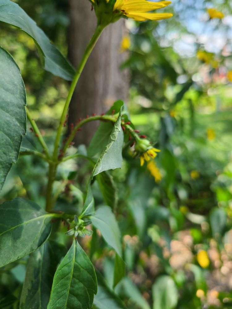 Drooping Woodland sunflower stem covered in red aphids.