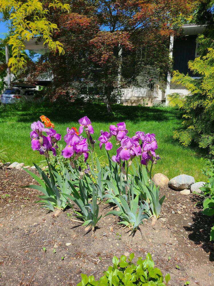 Purple irises just started to bloom 