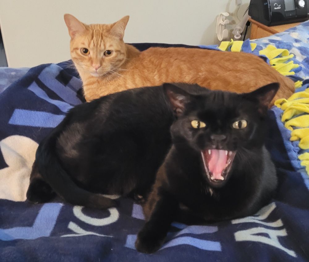 Black cat yawning from the front