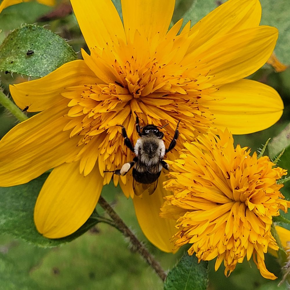 Bee asleep on a sunflower