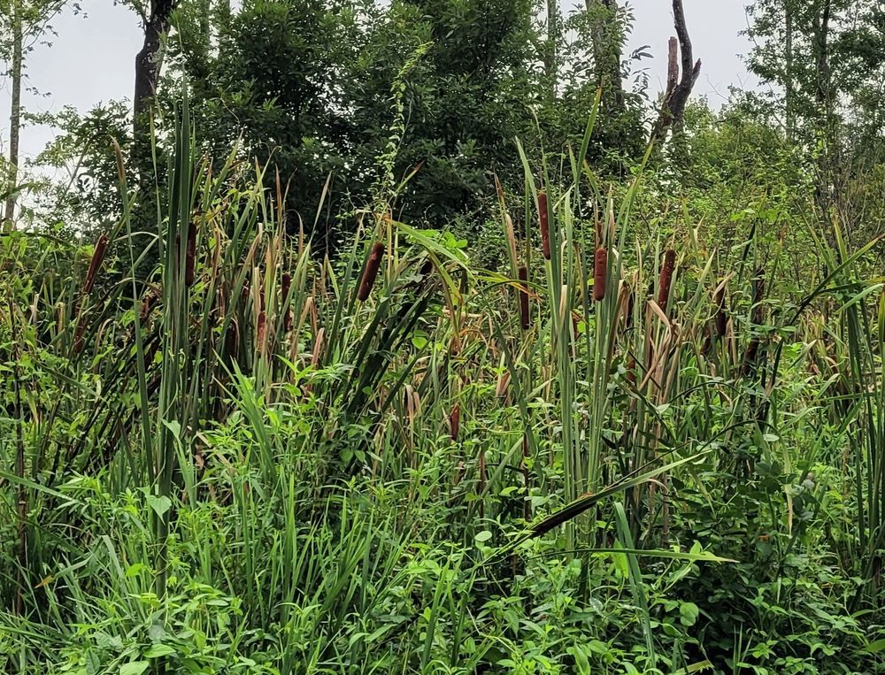 Cattails