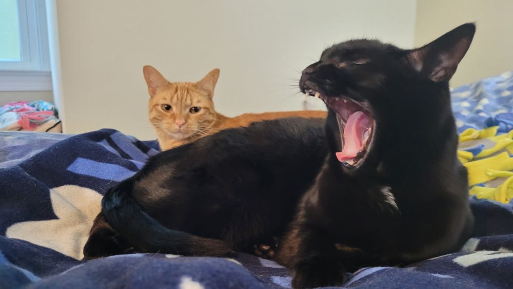 Black cat yawning from the side