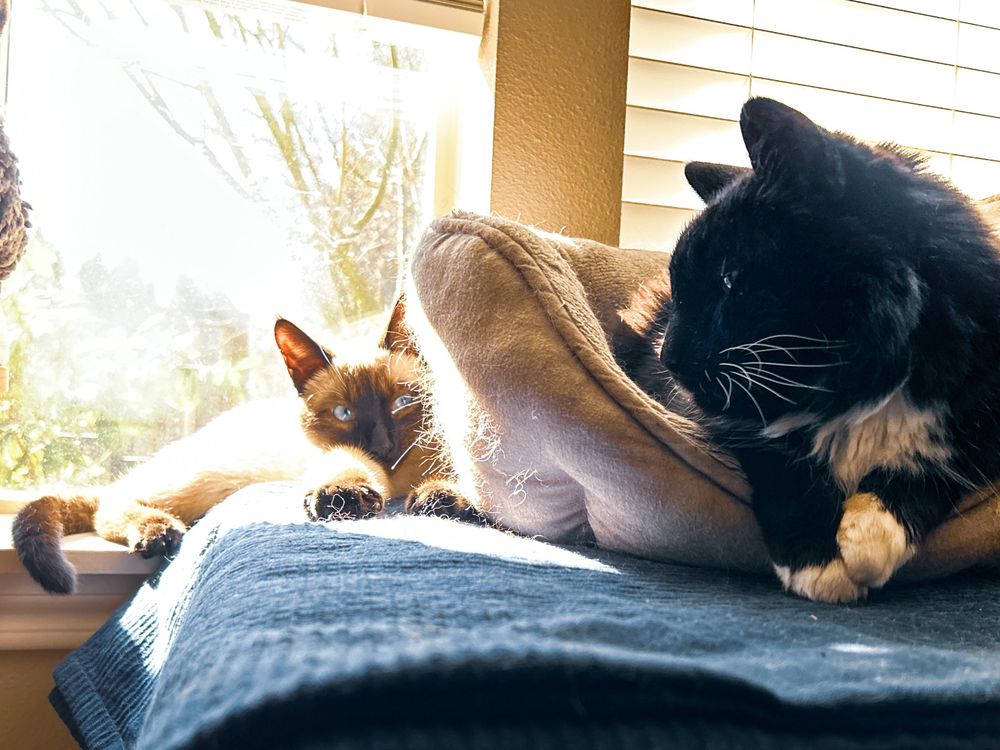 Chai, a Siamese kitten, and Xander, a medium haired Tuxedo cat, lounge in a sunlit window 