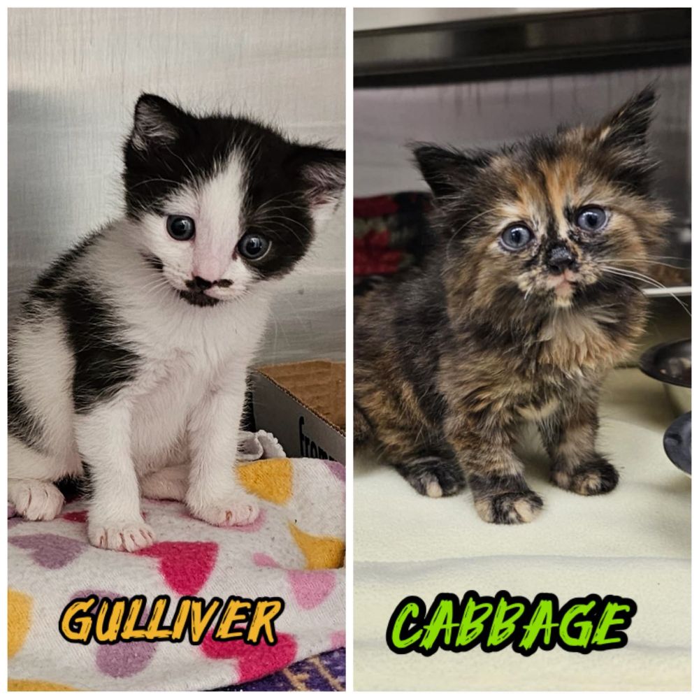 A photo of two kittens. The one on the left is a fat little black and white kitten named Gulliver. The one on the right is a long haired tortoiseshell named Cabbage. They both look very doofy. 