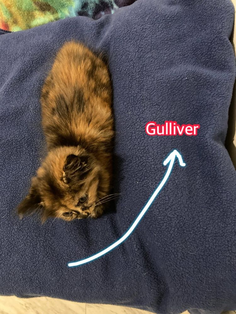 A photo of a long haired tortoiseshell kitten curled up on a dark blue blanket next to a lump. The lump is a kitten named Gulliver. 