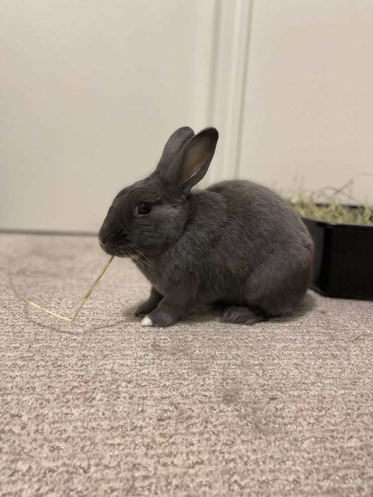 Reference of the real bunny that the plush is made after. It's a dark grey shirt haired bunny with white on the tip of its front left paw. 