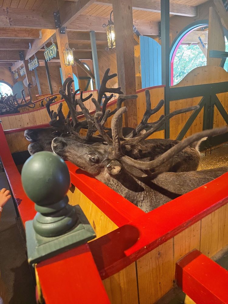 Several reindeer with soft horns and velvety noses crowded around a red gate, waiting to be fed carrots. 