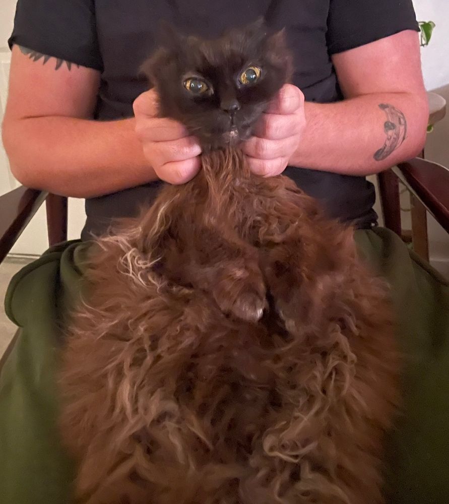 Muppet looking dark brown cat (like she was supposed to be black but it got smudged). She’s lying on her back on a persons lap. Her head and neck are being lifted with both human hands by her scruff to show her stupid little face