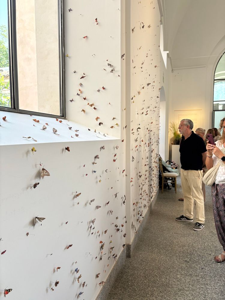 General view of one of the exhibition walls. 

The density of pinned specimens intends to create a vertical gradient. The bottom represents the past few decades and baseline abundance, while the top represents the recent decrease in their population.