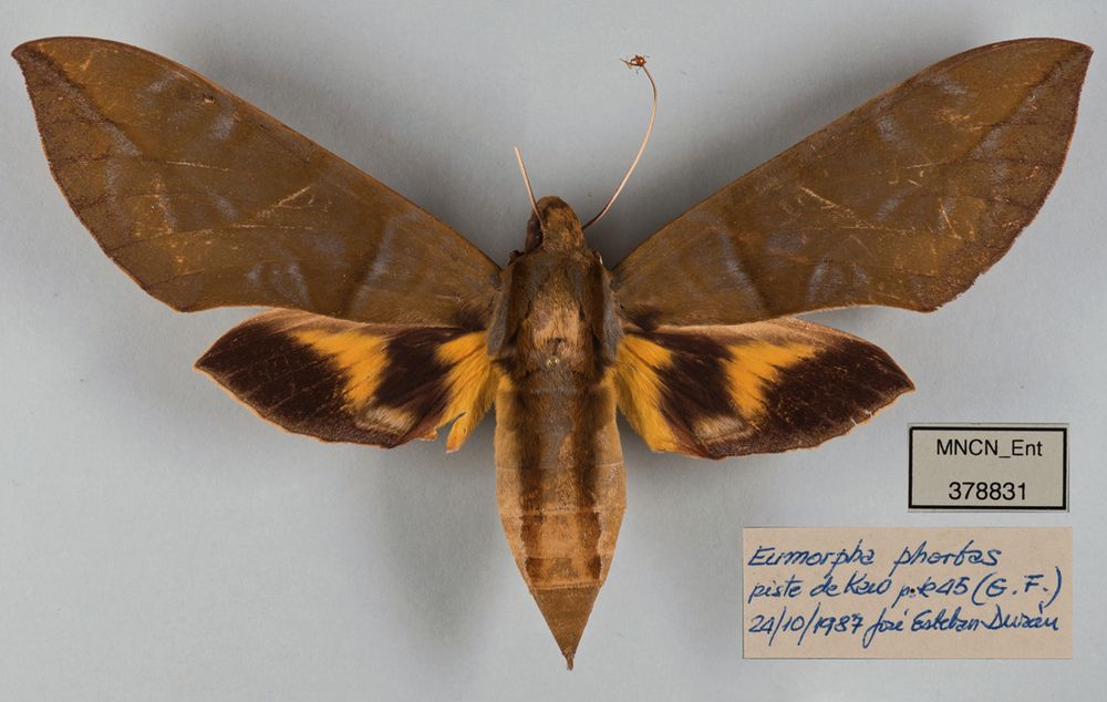 Dorsal view of the female giant hawkmoth (Eumorpha phorbas) biten on the right antenna by the fire ant. Near it, therea are two specimen labels (catalogue no. MNCN_Ent 378831 and collecting label that says 'piste de Kao, p.k 45 (French Guiana, 24/10/1987, José Esteban Durán).

Source: Figure 1. of Sánchez Albert et al. 2025
Author: A. Sánchez Albert