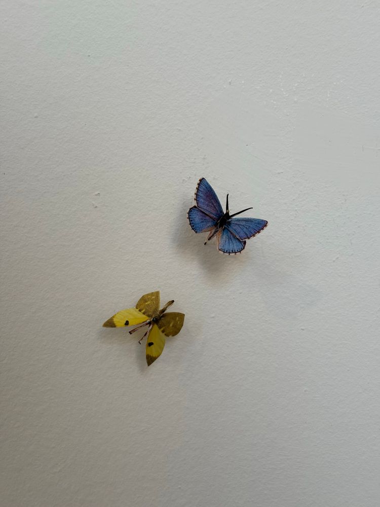 Two paper-cut butterflies pinned to the wall of the exhibition room. Above is the Adonis blue (Lysandea bellargus, dorsal view) and below is the Spanish greenish Black-tip (Euchloe bazae, ventral view).