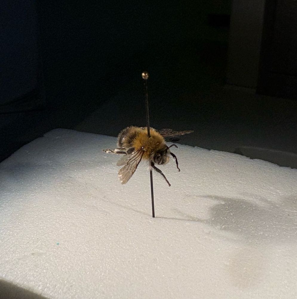 Pinned male specimen of Anthophora (Anthophora) plumipes (Pallas, 1772). Its appearance is somewhat robust, and its pale yellowish face greatly facilitates its ID.

Males can be recognised by the absence of dense pilosity on the posterior legs.

Author: my own
Source: Ent. Col. MNCN-CSIC