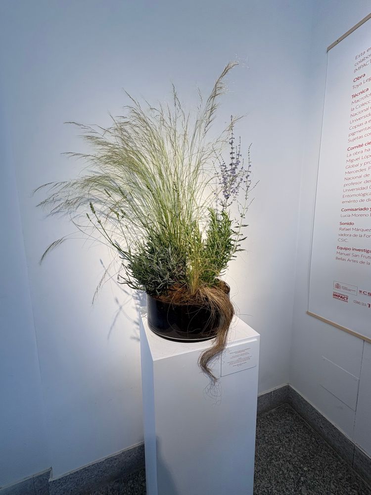 A first-person view of one of the exhibition's pieces: a container housing together host plants of certain species of Lepidoptera.