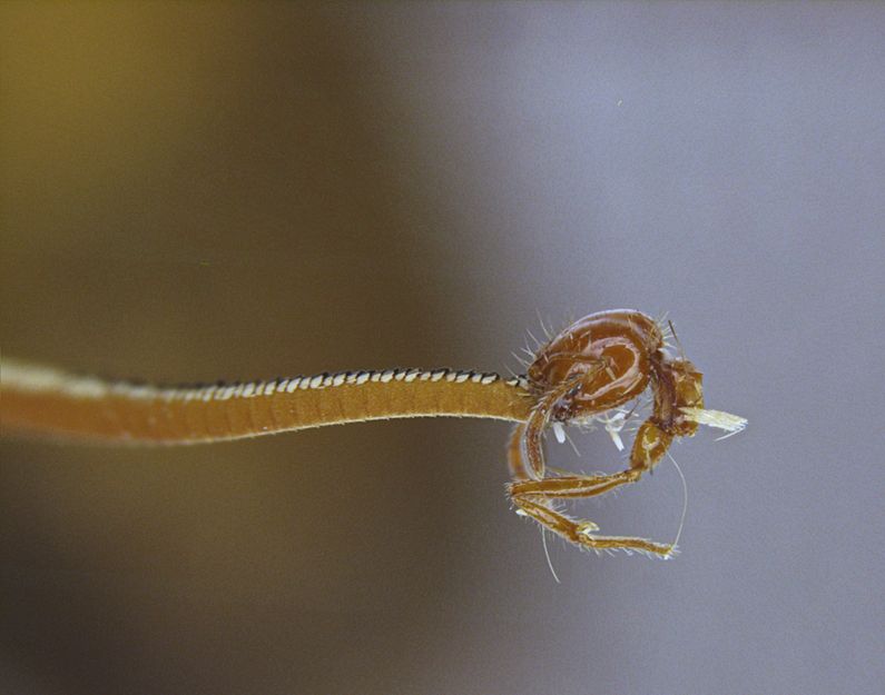 Lateral macro view of the Solenopsis minor worker attached to the hawk moth’s antenna.

Source: Figure 2. of Sánchez Albert et al. 2025
Author: A. Sánchez Albert