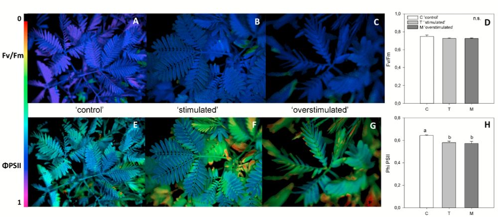 Representative chlorophyll fluorescence images of PSII maximum quantum yield (FV/FM) and PSII quantum yield (Φ PSII) in Mimosa pudica plants, in control conditions (C; A,E), after one drop (T; B,F) and after multidrop (M; C,G).