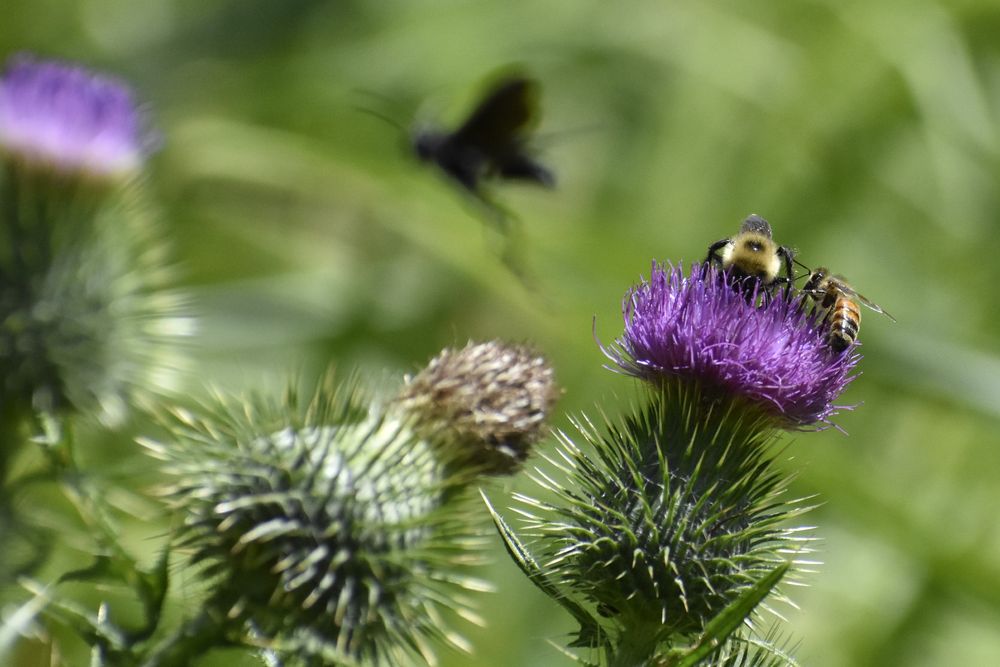 A bumblebee and a honey bee are next to each other on a thistle flower with a shadow of a wasp in the background