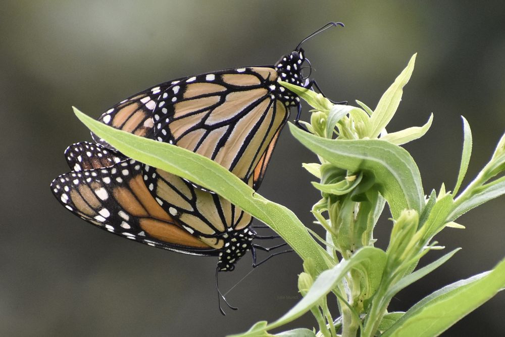 The male monarch holds onto a goldenrod plant with the female attached and hanging upside down 