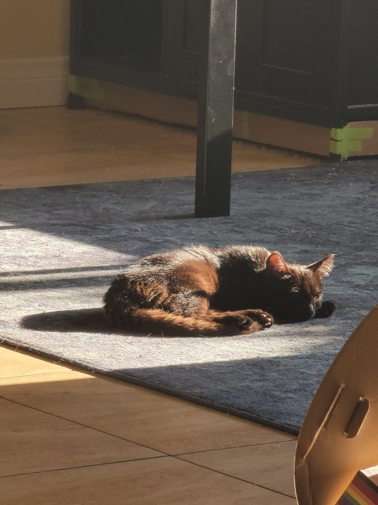 A black kitten sleeps in a patch of sun on a blue rug. The sun illuminates her fur in a rich chocolate brown color. 