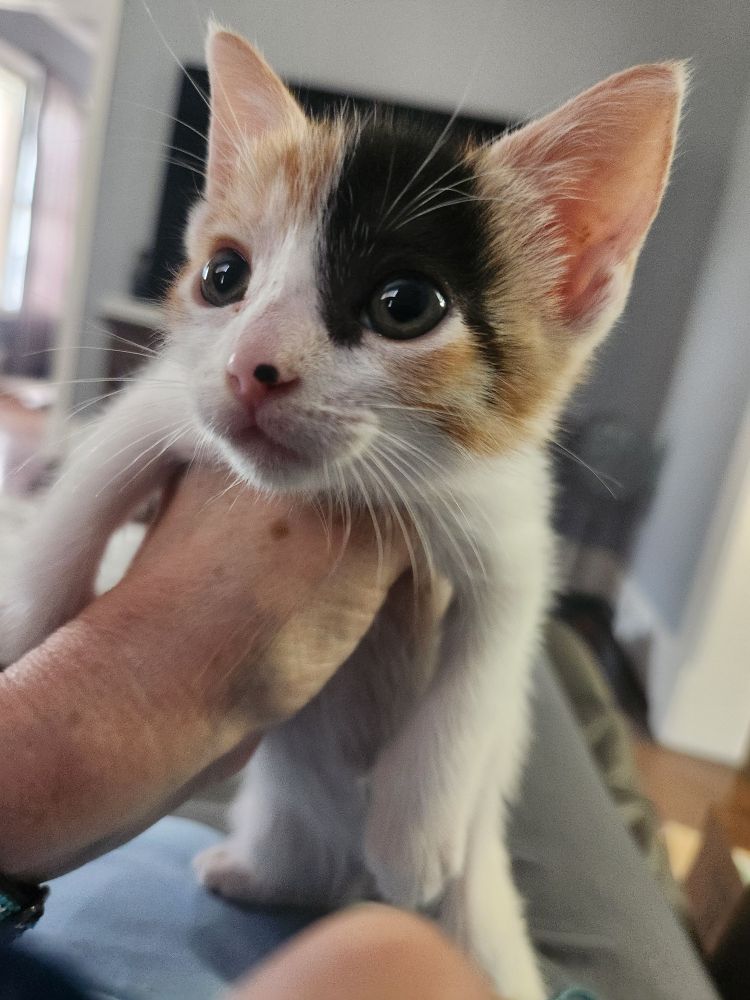 Tiny calico kitten, primarily white but with orange and black face.
