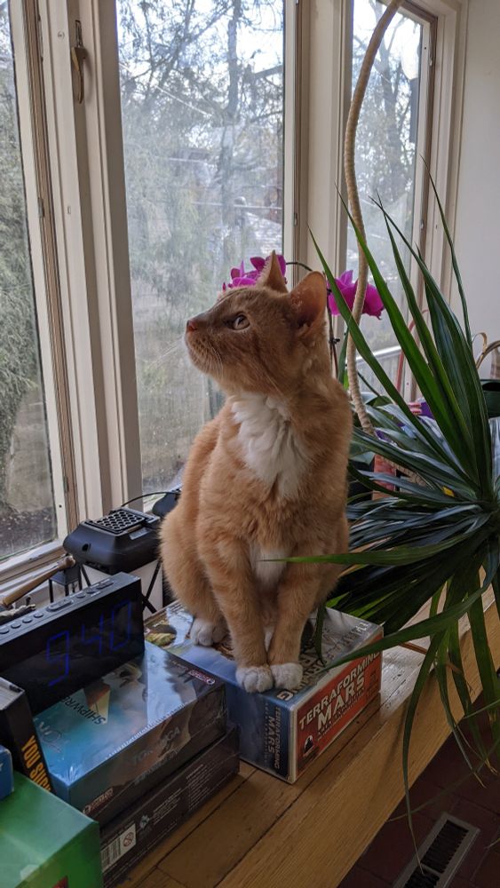 Photo of Pilot, a ginger cat with a white bib and white paws. Pilot is sitting on the box of the board game Terraforming Mars; he is staring up to his left. Behind him is an orchid, mostly hidden, and windows looking onto trees.