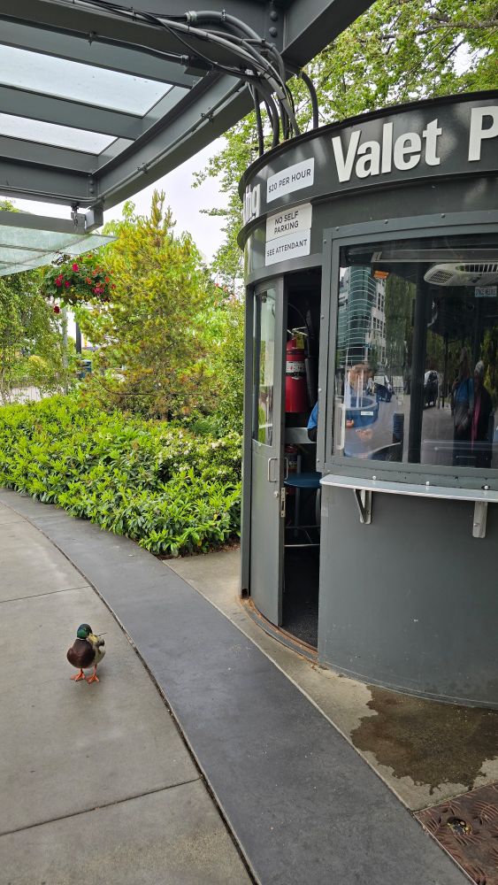 A single mallard duck standing in front of a dark grey valet parking attendant stand. 