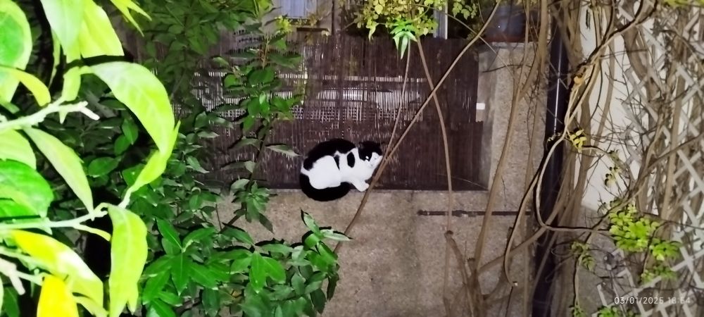 La vecina nos visita 😸