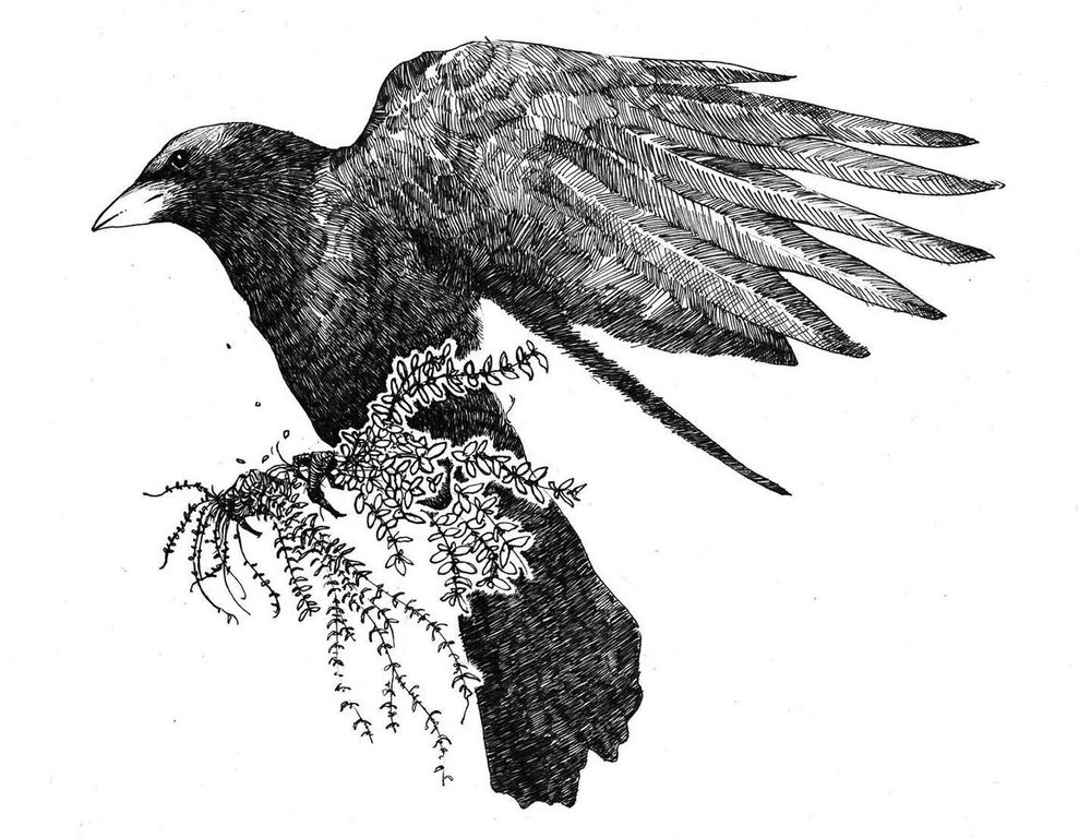 A pen and ink drawing of a crow, side-view, wings spread, carrying threads of herbs in its talons 