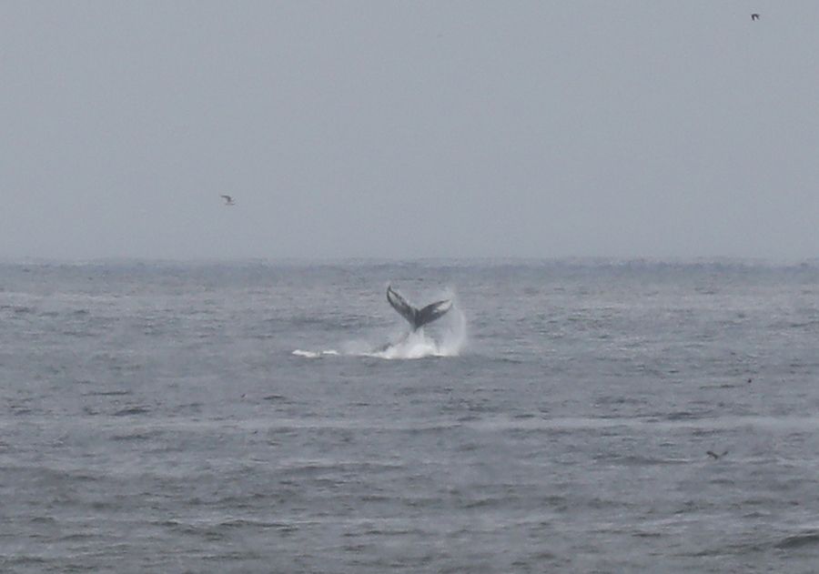 A whale's tail disappearing into the ocean