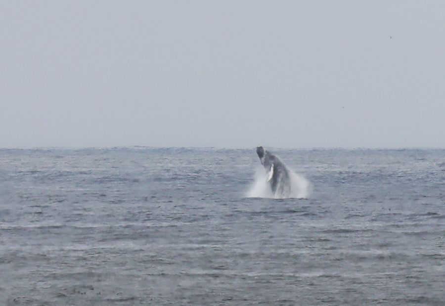 A whale breaching off the coast