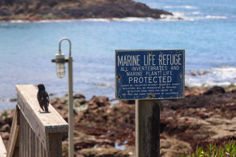 A close up of a sign that reads "Marine Life Refuge, all invertebrates and marine plant life protected", next to it a bird is perched on a wooden railing and there is a serene view of the ocean blurred in the background.